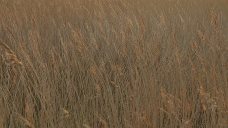 Reed-Grass-Swaying-in-Gentle-Wind-in-4K-Slow-Motion
