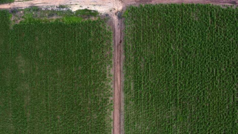 Aerial-drone-birds-eye-top-view-wide-shot-of-a-small-dirt-road-intersection-surrounded-by-large-fields-of-tropical-green-sugar-cane-growing-in-Tibau-do-Sul,-Rio-Grande-do-Norte,-Brazil