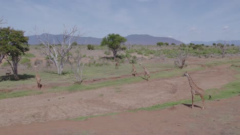Drone-low-flying-reveal-circle-shot-of-Giraffes-in-Tsavo-National-park