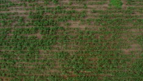 Right-trucking-aerial-drone-birds-eye-top-view-extreme-wide-shot-of-a-large-field-of-green-tropical-Sugar-Cane-growing-in-Tibau-do-Sul,-Rio-Grande-do-Norte-Brazil-on-a-rainy-cold-overcast-day
