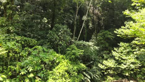 amazing-drone-flight-in-the-middle-of-the-jungle
