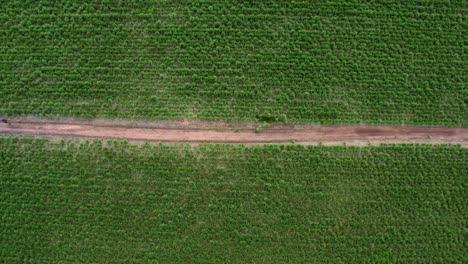 Right-truck-aerial-drone-birds-eye-top-wide-shot-passing-over-a-small-red-sand-dirt-road-surrounded-by-large-fields-of-tropical-green-sugar-cane-growing-in-Tibau-do-Sul,-Rio-Grande-do-Norte,-Brazil