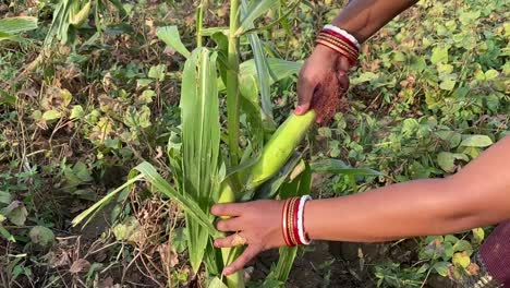 An-Indian-woman-wearing-bangles-plucking-corn-from-the-grown-plant-in-a-Indian-village