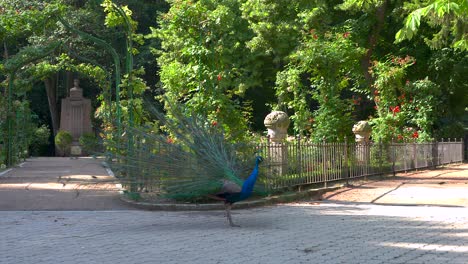 Peacocks-in-a-park-with-their-chicks