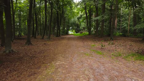 Una-Vista-De-Un-Dron-Que-Avanza-Dentro-De-Un-Bosque-Que-Muestra-Grandes-árboles-Verdes-Durante-El-Día-Cerca-De-Norfolk-Inglaterra