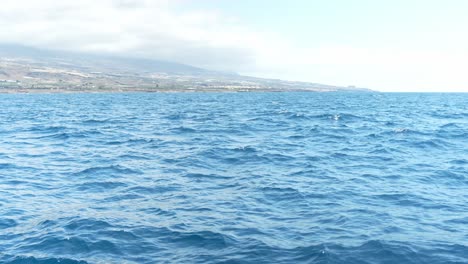 Beobachten-Sie-Die-Meere-In-Teneriffa-Auf-Den-Kanarischen-Inseln-Nach-Delfinen-Und-Walen