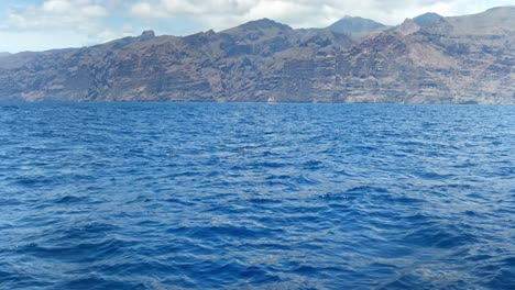 Encuentro-Cercano-Con-Delfines-Mulares-En-Tenerife