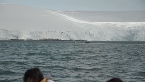 Mehrere-Wale-Tauchen-In-Der-Antarktis-Vor-Einer-Großen-Gletscherküste-Auf