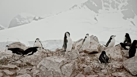 Zügelpinguinkolonie-Mit-Wunderschönem-Antarktischen-Hintergrund