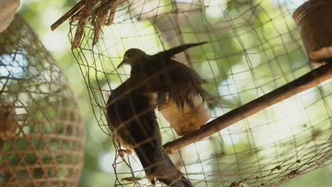 Pájaros-Dentro-De-Una-Jaula-En-Un-Puesto-De-Mercado-De-Animales-Tradicionales-En-Indonesia
