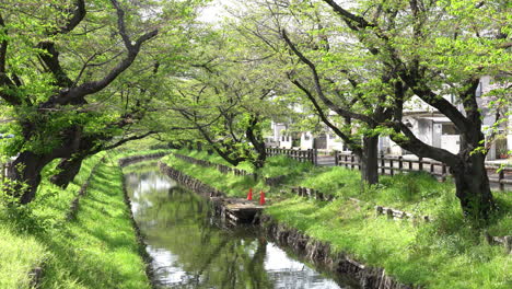 Kawagoe,-Japón---11-De-Abril-De-2023:-Árboles-De-Sakura-A-Lo-Largo-De-La-Orilla-Del-Río-Shingashi-De-Kawagoe