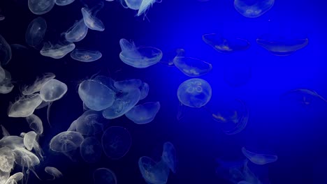 Close-up-shot:-Group-of-white-transparent-jellyfish-swimming-in-blue-ocean,-slow-motion