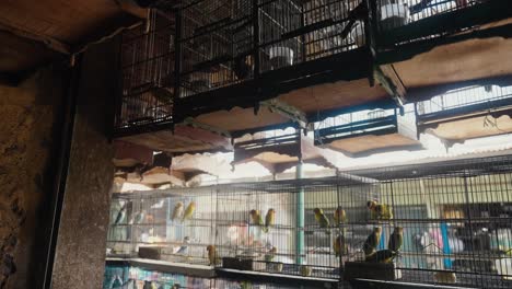 Indonesien-Vogelmarkt-Mit-Stand,-Der-Bunte-Tropische-Vögel-In-Einem-Käfig-Verkauft