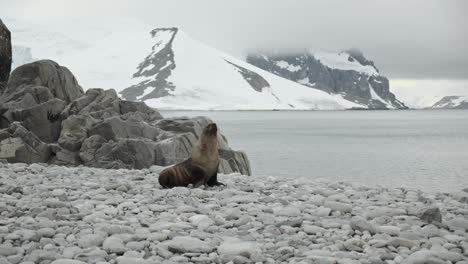 Lonely-seal-calling-and-making-noise-on-antarctic-coastline