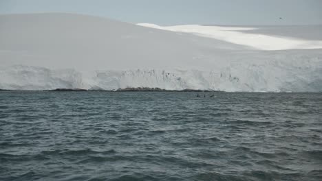 Pod-of-Humpback-whales-lunge-feeding-in-Antarctica