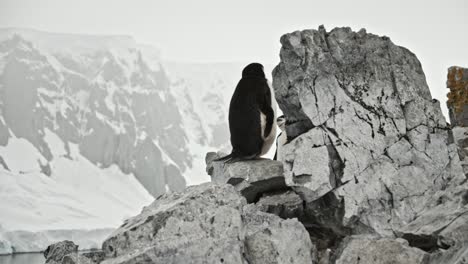 Schwenk-Mit-Zügelpinguin-Auf-Einem-Felsen-Mit-Dramatischem-Antarktischen-Hintergrund