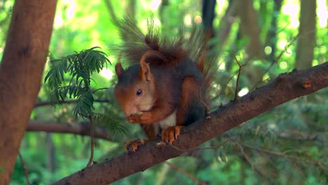 Nahaufnahme-Eines-Eichhörnchens,-Das-Nüsse-Frisst