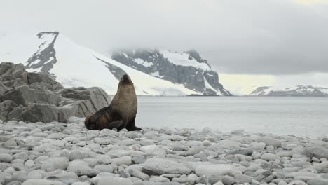 Seehund-In-Der-Atemberaubenden-Antarktis-Kratzt-Sich,-Weil-Er-Juckt