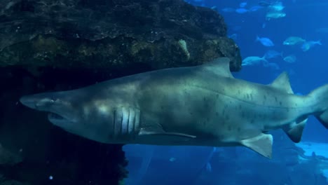 Verfolgungsaufnahme-Eines-Wilden-Bullenhais,-Der-Unter-Wasser-Im-Blauen-Ozean-Schwimmt,-Nahaufnahme-In-Zeitlupe
