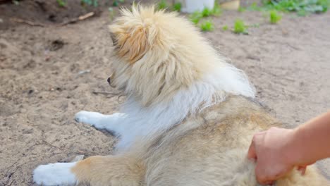 A-rough-Collie-laying-down-on-the-ground-while-the-owner-is-scratching-him-on-the-back-and-showing-affection