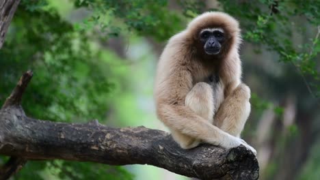 Rare-sight-of-curious-Gibbon-sitting-on-tree-branch-swings,-portrait-shot