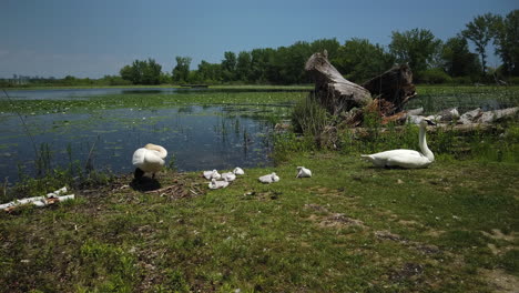 Wide-shot-of-family-of-swans-lounging-at-a-pond-shoreline