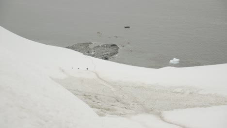Los-Pingüinos-Caminan-Juntos,-En-Fila,-Sobre-El-Hielo-Hacia-El-Agua-Helada-De-La-Antártida