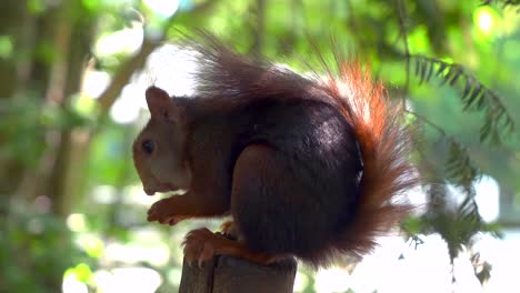 Nahaufnahme-Eines-Eichhörnchens,-Das-Nüsse-Frisst
