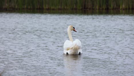 A-mute-white-swan-swims-away-alone-on-a-lake-with-ripples-and-a-bokeh-background