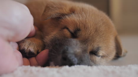 Comforting-and-petting-a-tired-cute-little-red-shiba-inu-puppy-sleeping-soundly-on-the-floor