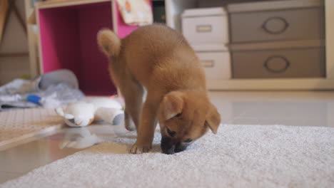 Cheeky-little-cute-shiba-inu-puppy-digging,-playing-and-exploring-the-carpet