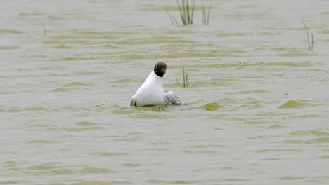 Black-headed-gull-in-coastal-waters,-Lincolnshire-marshlands-UK