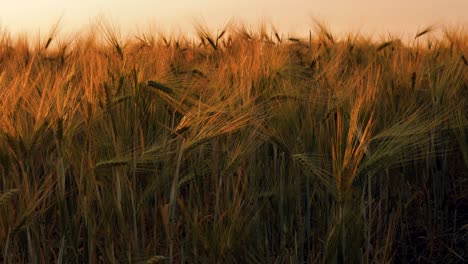 Barley-sunset-played-with-sunlight