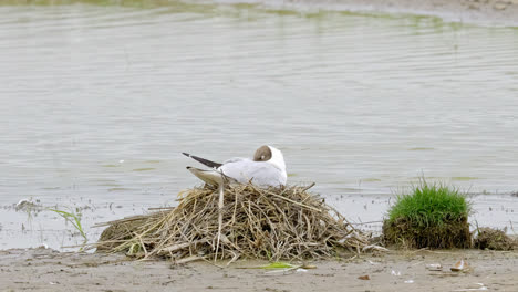Black-headed-gull-feeding-her-chicks-in-coastal-Lincolnshire-marshlands-UK