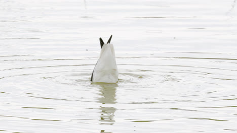 Avocet-wading-seabird-feeding-on-the-marshlands-of-the-lincolnshire-coast-marshlands,-UK