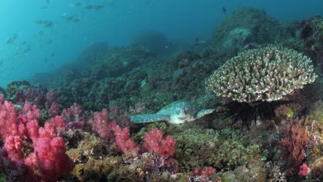 A-turtle-lays-on-an-ocean-reef-surrounded-by-colourful-soft-coral-sponges