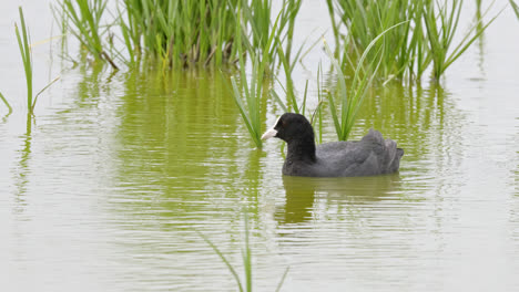 Eurasian-coot-has-a-distinctive-white-beak-and-'shield'-above-the-beak-which-earns-it-the-title-'bald-coot
