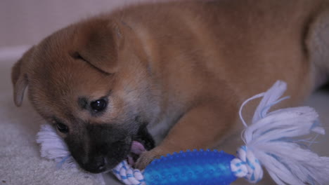 Playful-cute-little-shiba-inu-puppy-chewing-toy-during-puppy-teething-period-around-8-weeks