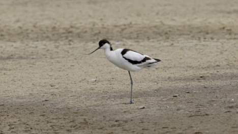 Avocet-wading-seabird-feeding-on-the-marshlands-of-the-lincolnshire-coast-marshlands,-UK