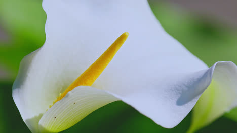 Close-up-of-a-Calla-Lilly-flower-surrounded-by-lush-green-foliage