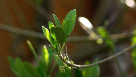 Olivenbaumzweige-Vor-Einem-Hellen-Himmel-Mit-Blättern,-Die-In-Der-Sommerbrise-Wehen