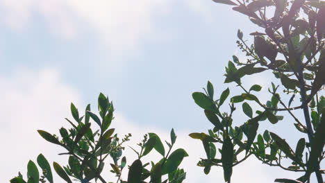 Olivenbaumzweige-Vor-Einem-Hellen-Himmel-Mit-Blättern,-Die-In-Der-Sommerbrise-Wehen