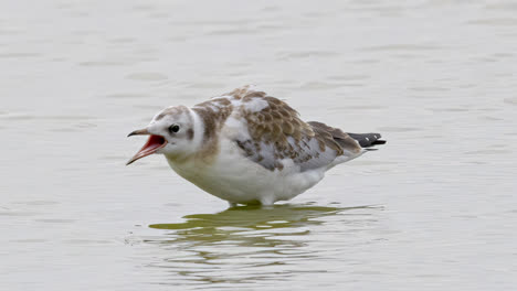 Herring-gull-chick,-fledgling,-seabird-feeding-on-the-marshlands-of-the-lincolnshire-coast-marshlands,-UK