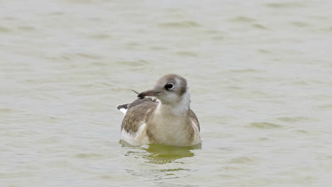Herring-gull-seabird-feeding-on-the-marshlands-of-the-lincolnshire-coast-marshlands,-UK