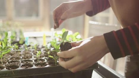 Horticulturalist-carefully-pulls-seedling-with-soil-out-of-tray