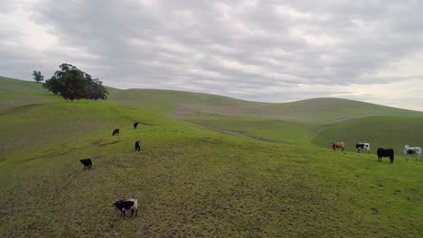 Close-Low-Orbit-around-Cattle-Grazing-atop-a-Hill-with-Moody-Clouds