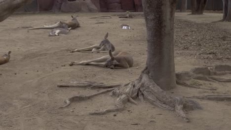 Gruppe-Fauler-Kängurus,-Die-Auf-Dem-Boden-Eines-Großen,-Geräumigen-Zoogeheges-Liegen
