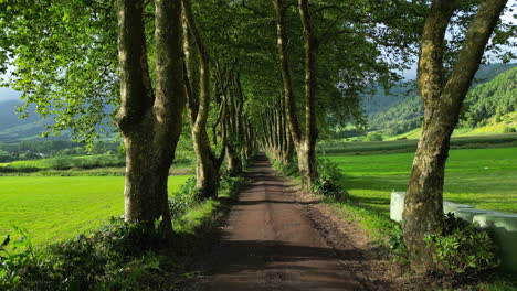 Long-narrow-road-on-the-Azores,-lined-with-trees-and-hydrangeas