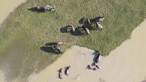 Top-down-aerial-drone-shot-of-Buffalos-swimming-inside-muddy-waterhole,-rising