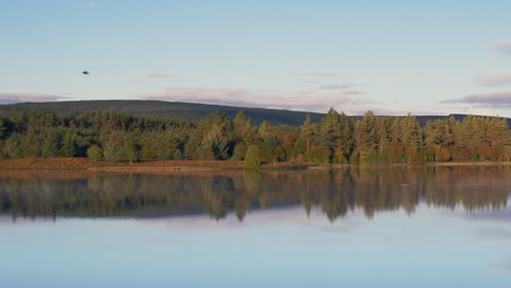 Beautiful-reflection-of-the-forest-beaming-off-the-surface-of-the-lake,-as-a-bird-fly's-above-on-a-clear-brisk-morning-in-the-highlands-of-Scotland